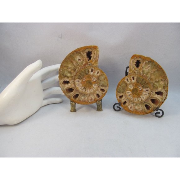 Cut Split Pair Polished Ammonite Fossil Crystal with Stands Small 3" x 2.5" - Picture 10 of 15